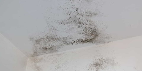 mold